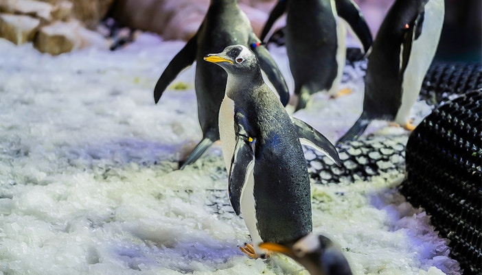 Dubai Aquarium & Underwater Zoo Tickets