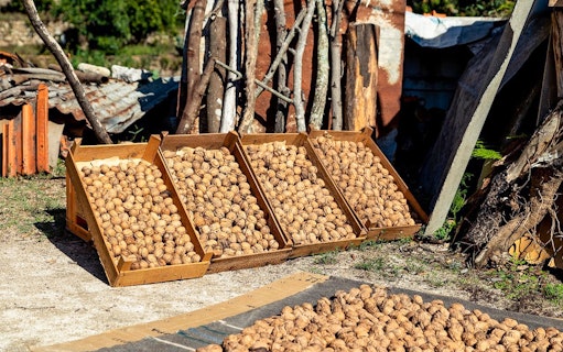 Drying walnuts in wooden crates during Jeep tour in Monchique Mountain, Portugal.