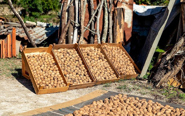 Drying walnuts in wooden crates during Jeep tour in Monchique Mountain, Portugal.
