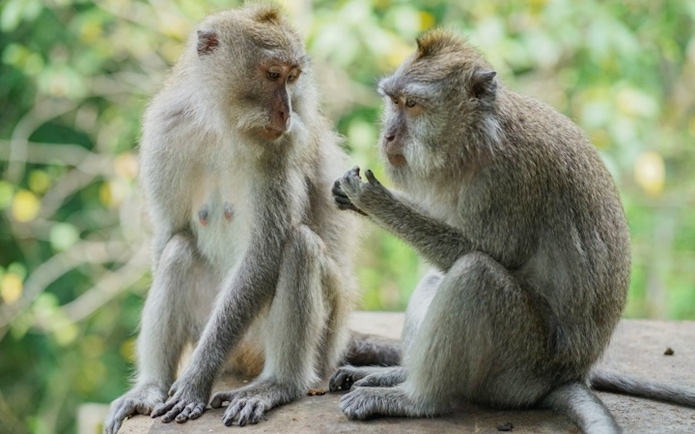 Monkeys interacting at Sacred Monkey Forest Ubud.