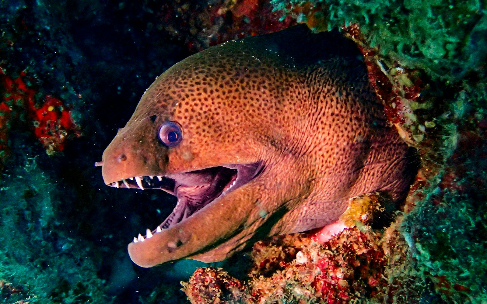 Moray Eel underwater