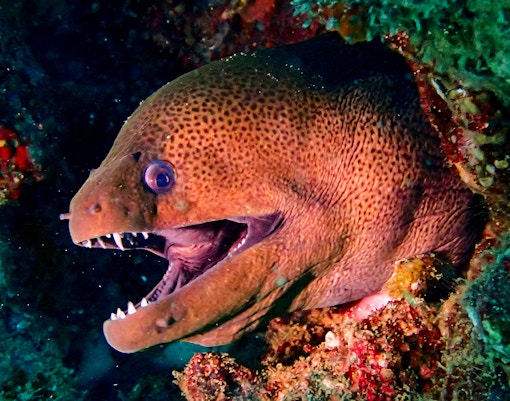 SEA LIFE Sydney Aquarium