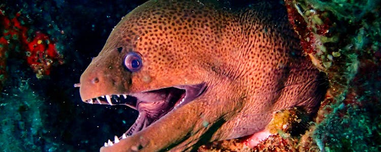 Moray eels