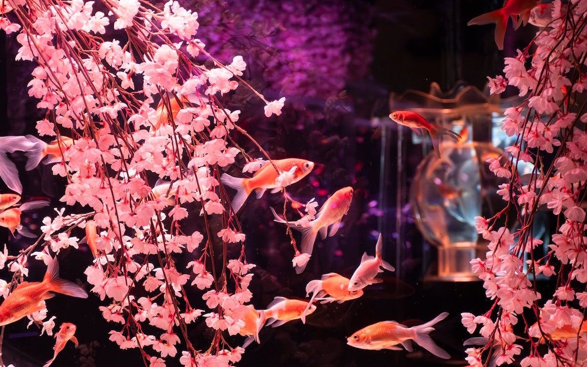 Goldfish swimming among cherry blossoms at Art Aquarium Museum GINZA.