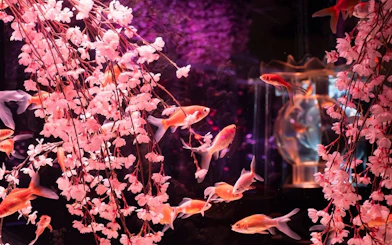 Goldfish swimming among cherry blossoms at Art Aquarium Museum GINZA.