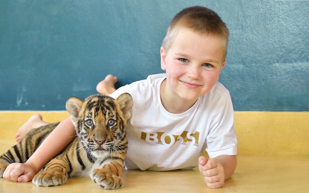Child interacting with a tiger cub at Tiger Park during a 6-hour tour with hotel transfers.
