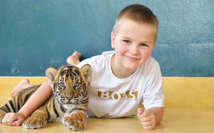 Child interacting with a tiger cub at Tiger Park during a 6-hour tour with hotel transfers.