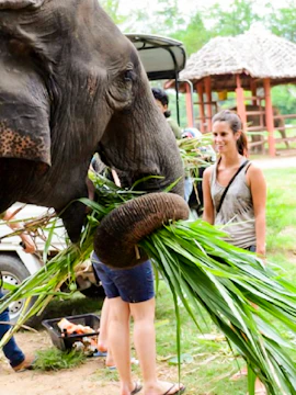 Elephant eating grass with visitors at Elephants World sanctuary.