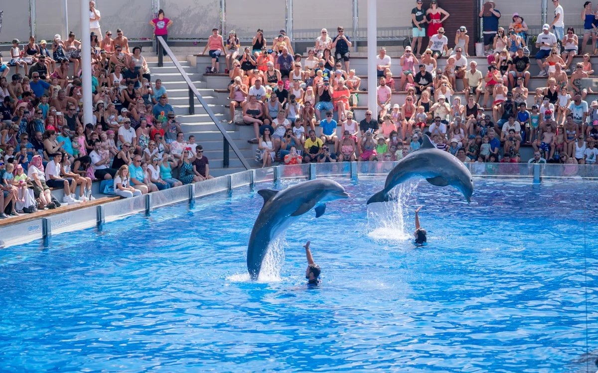 Dolphins performing at Marineland Mallorca with audience watching.