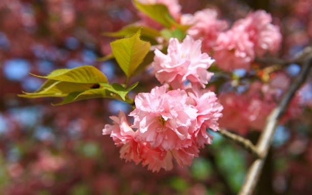 Cherry Blossom flowers in full bloom on a branch.