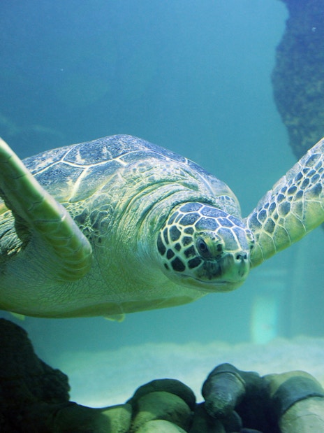 Sea turtle swimming in an aquarium at Sea Life London.