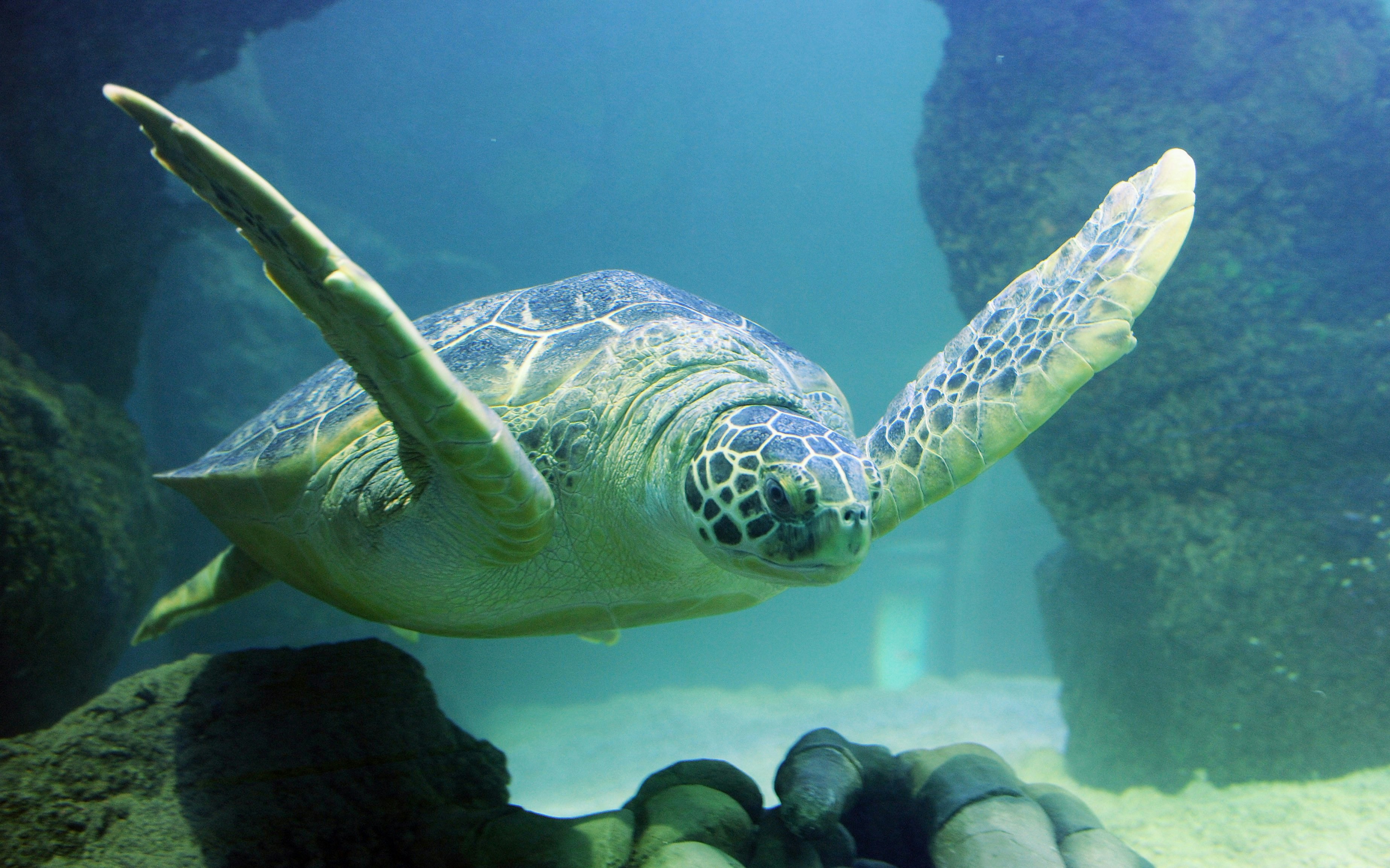 Sea turtle swimming in an aquarium at Sea Life London.