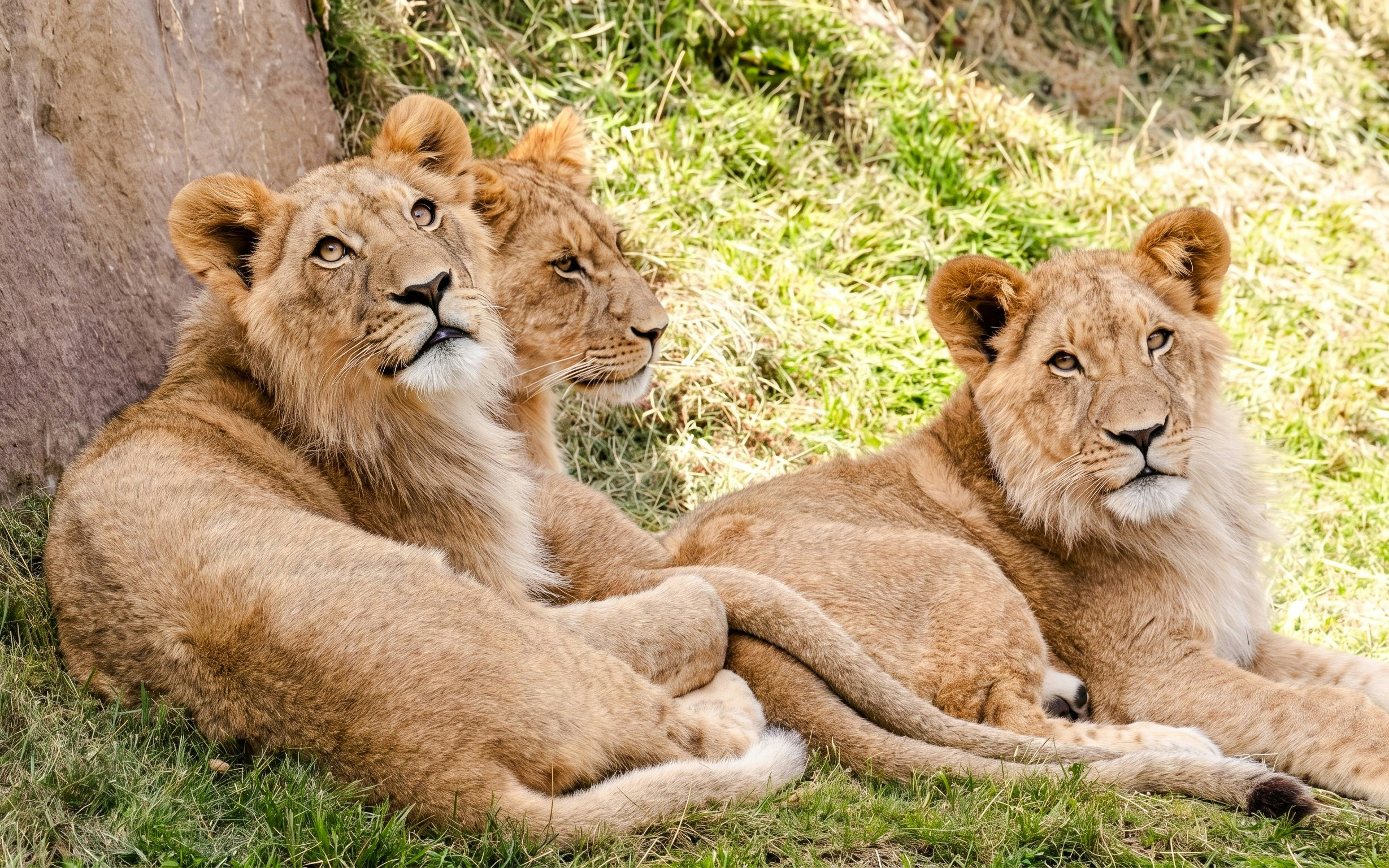 Lions resting on grass at ZooParc de Beauval's Land of the Lions exhibit.