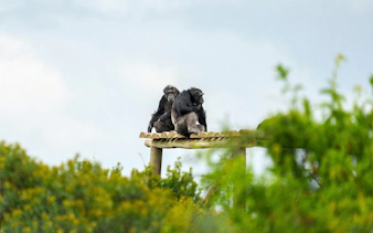 Two chimpanzees on a wooden platform at Sweetwaters Chimpanzee Sanctuary, Ol Pejeta, Nairobi.