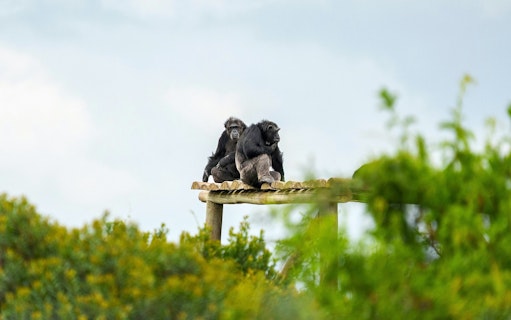 Two chimpanzees on a wooden platform at Sweetwaters Chimpanzee Sanctuary, Ol Pejeta, Nairobi.