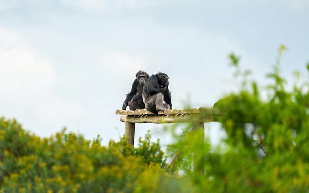 Two chimpanzees on a wooden platform at Sweetwaters Chimpanzee Sanctuary, Ol Pejeta, Nairobi.