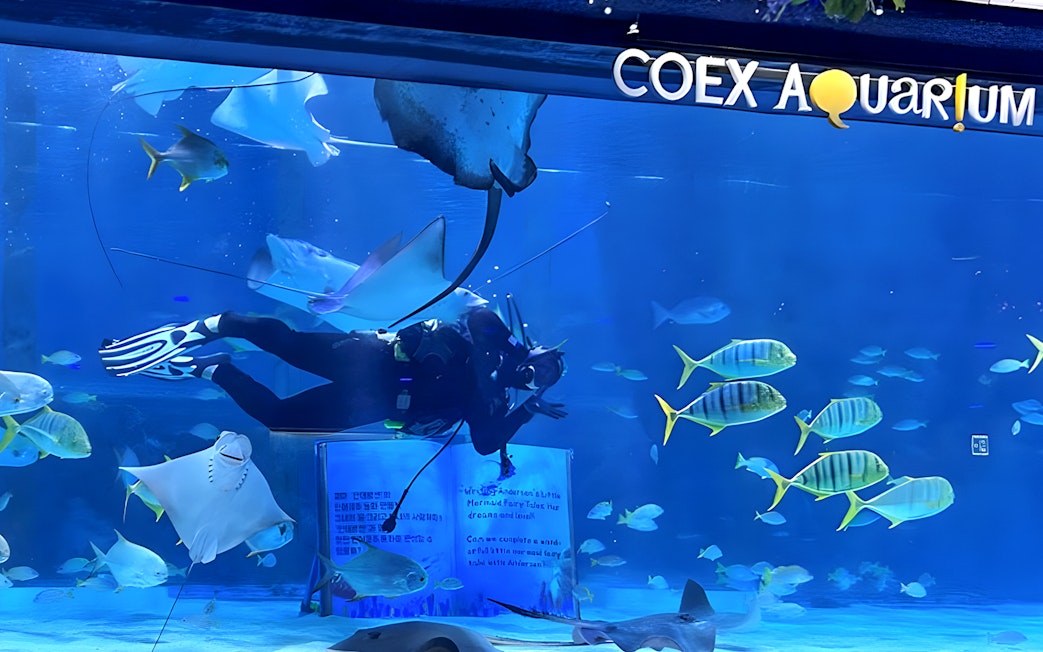 Diver swimming with fish and rays at Coex Aquarium.