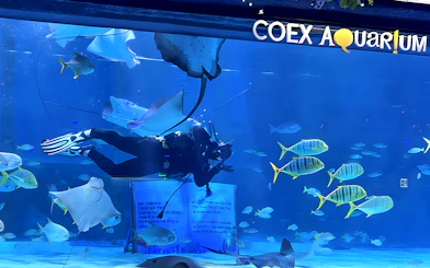 Diver swimming with fish and rays at Coex Aquarium.