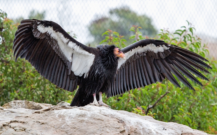 California Condor with wings spread at San Diego Zoo.