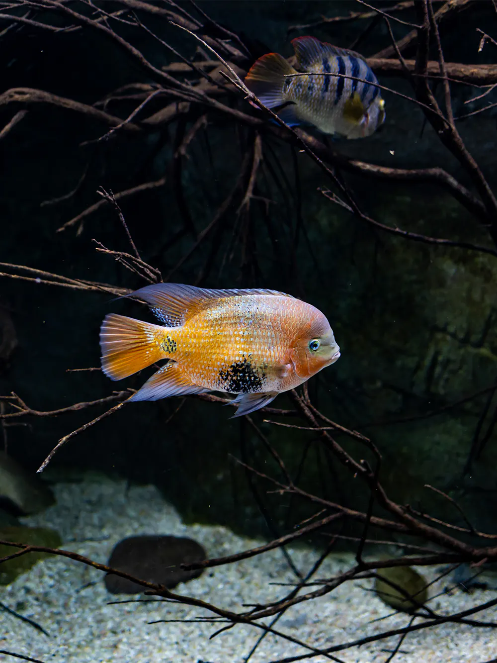 Acuario de Zaragoza
