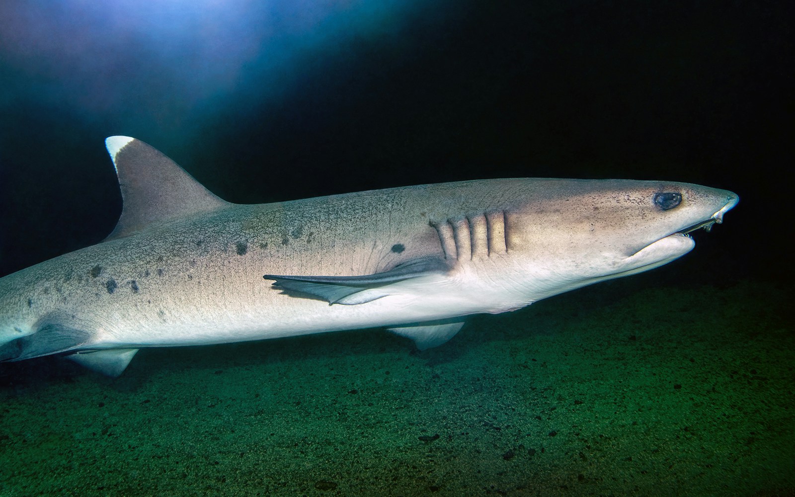 Whitetip Reef Shark