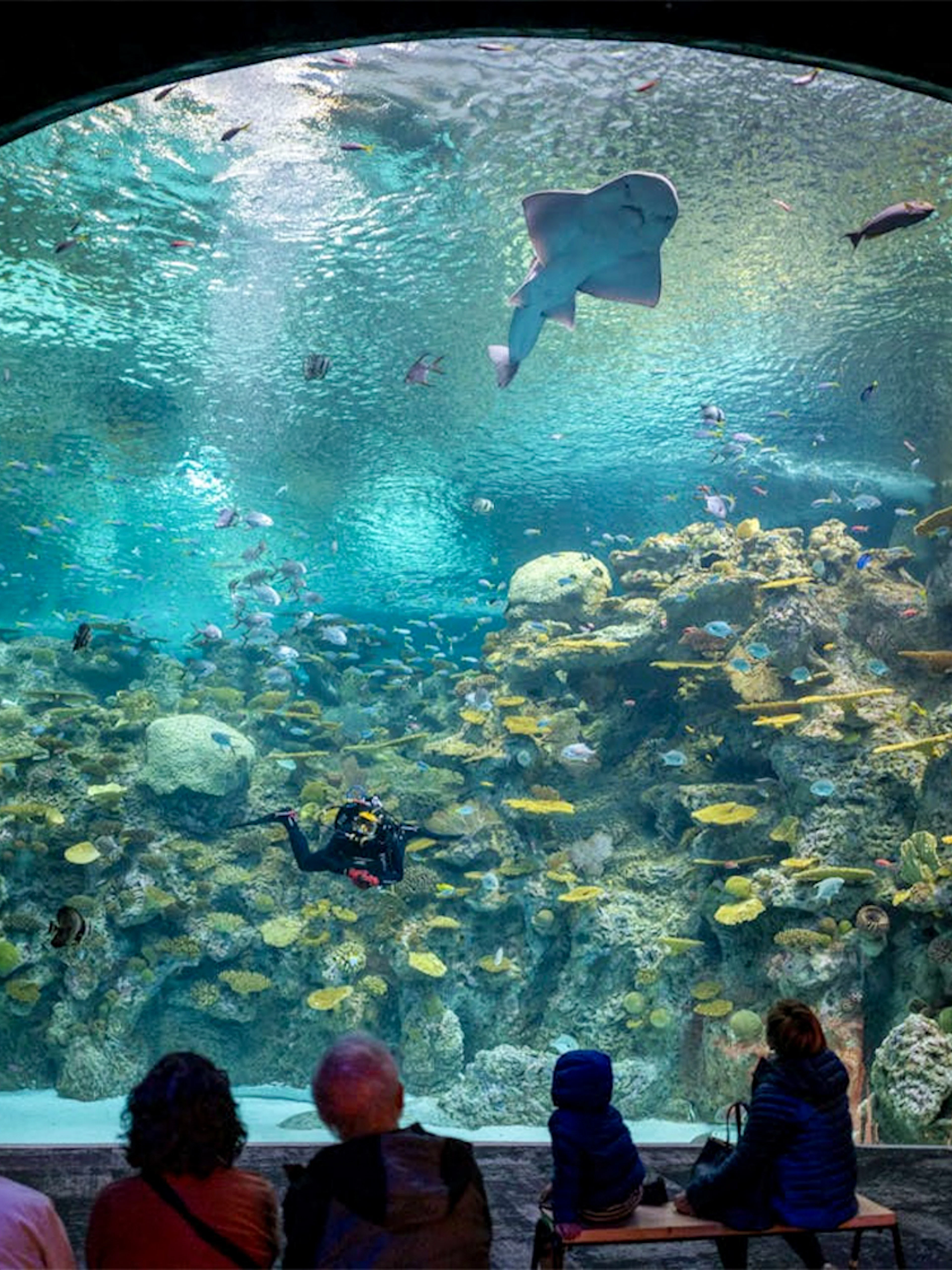 Visitors observing marine life in a large tank at Seattle Aquarium.