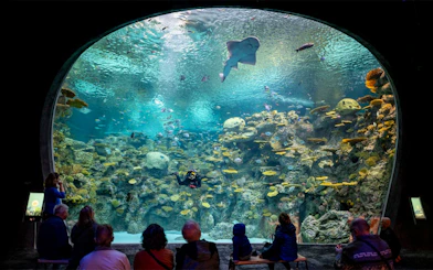 Visitors observing marine life in a large tank at Seattle Aquarium.