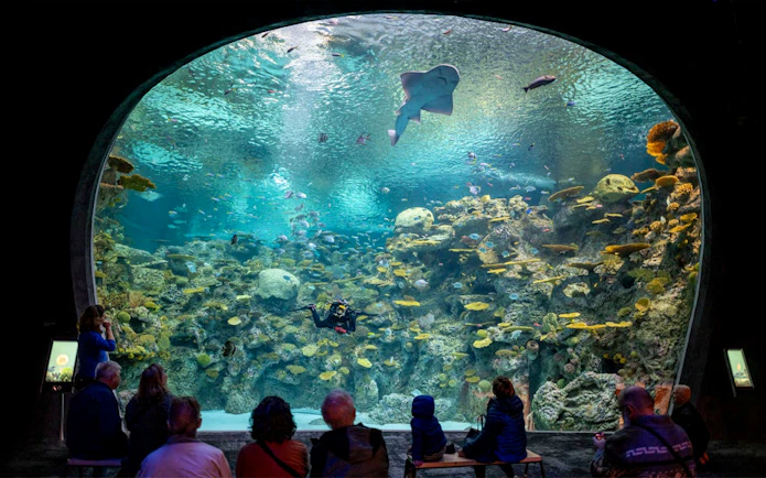 Visitors observing marine life in a large tank at Seattle Aquarium.