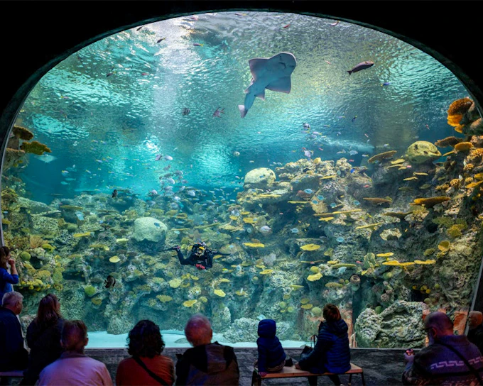 Seattle Aquarium Tickets
