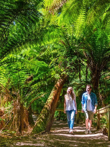 Couple walking through lush ferns on Maits Rest forest trail, Great Ocean Road tour.