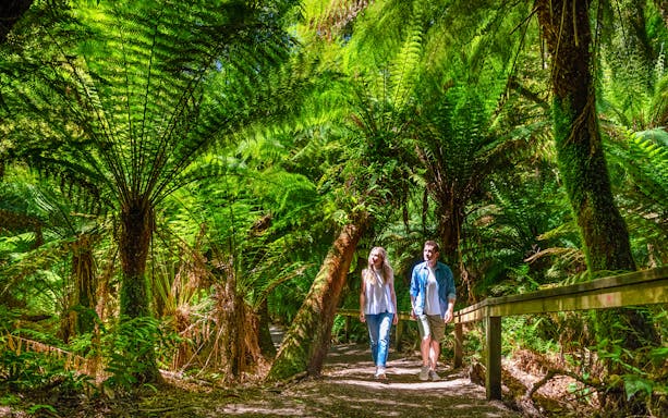 Couple walking through lush ferns on Maits Rest forest trail, Great Ocean Road tour.