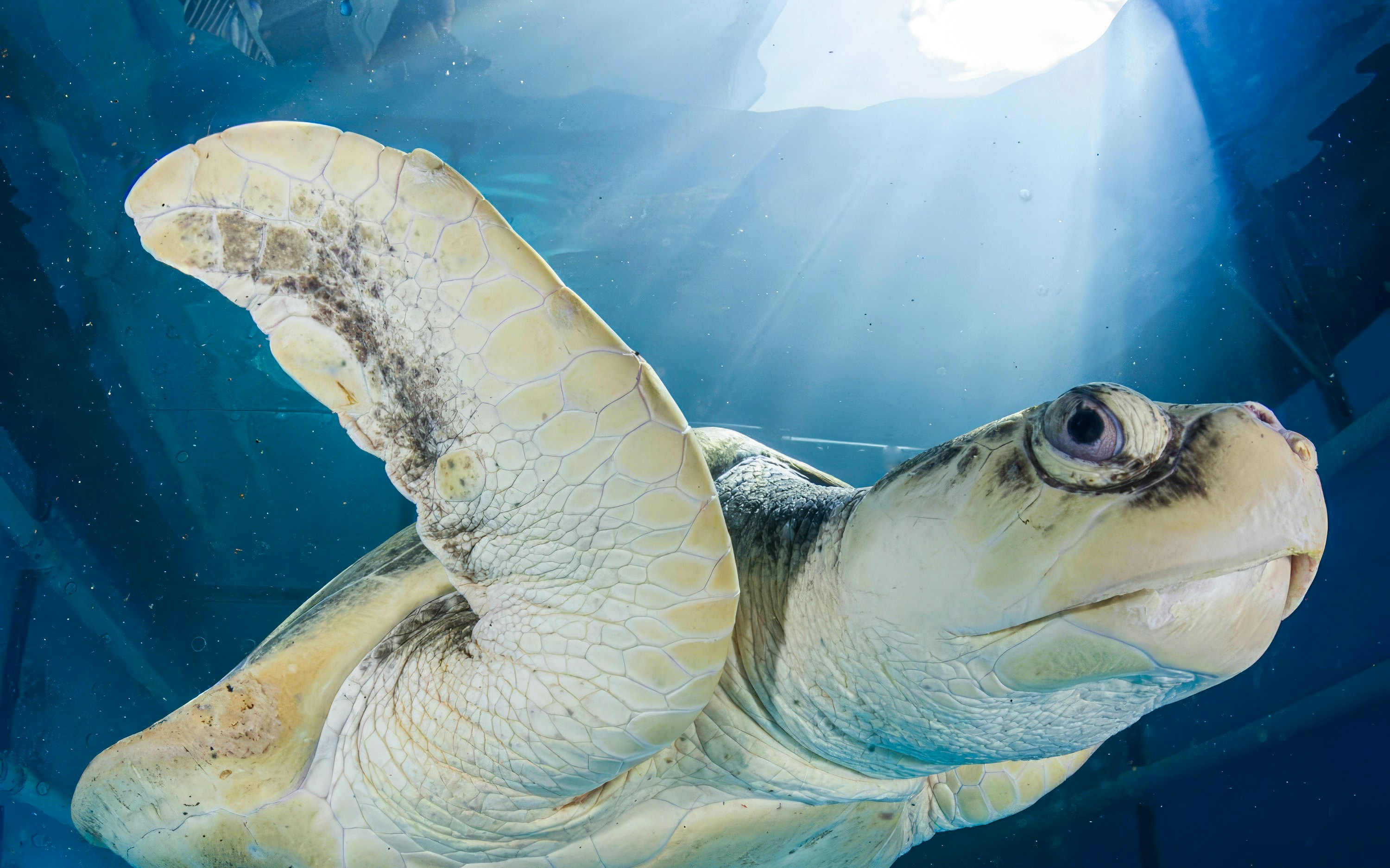 Sea turtle swimming at Clearwater Marine Aquarium.