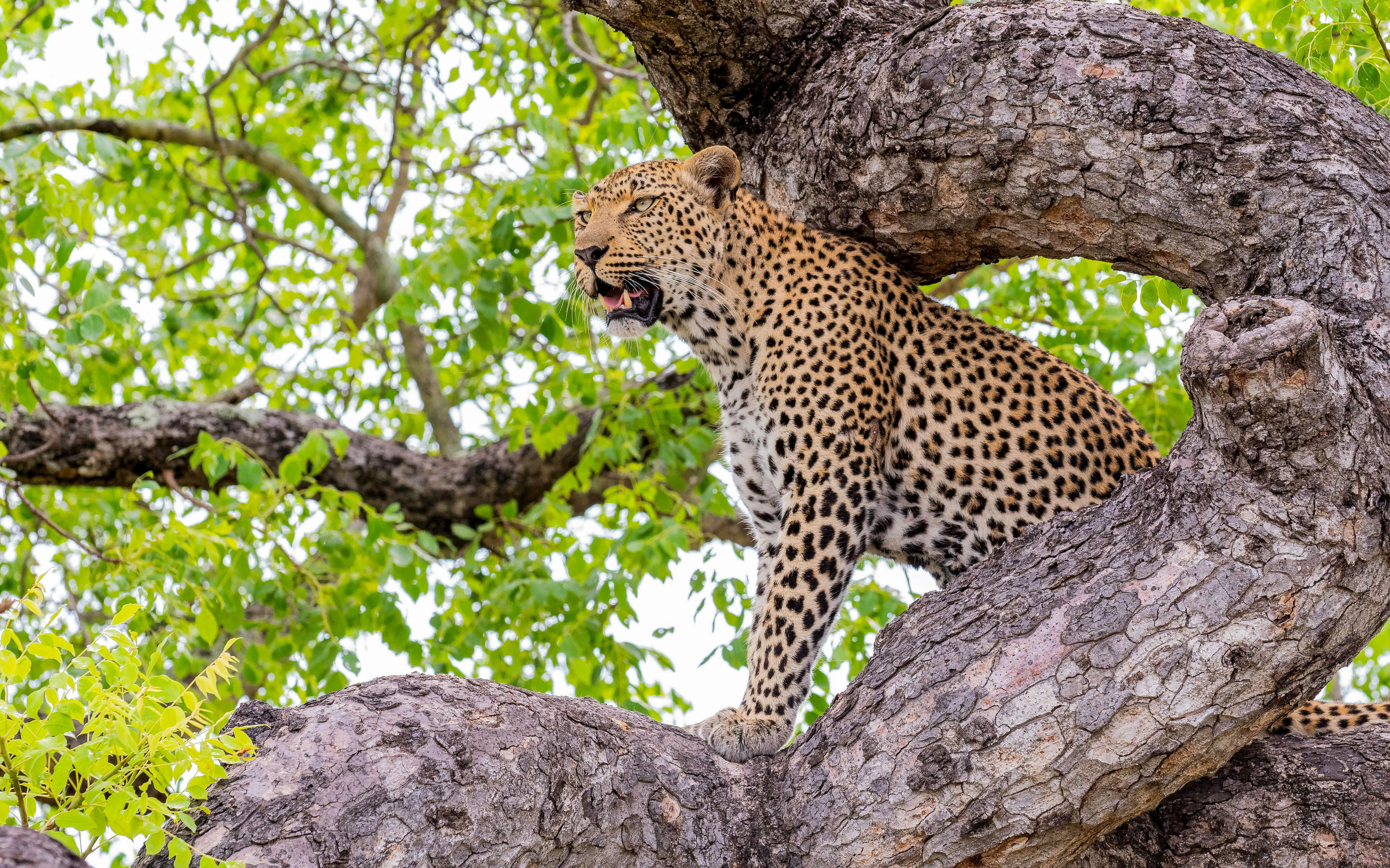 Leopard perched on a tree branch in lush greenery, showcasing its natural habitat.
