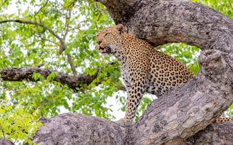 Leopard perched on a tree branch in lush greenery, showcasing its natural habitat.