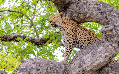 Leopard perched on a tree branch in lush greenery, showcasing its natural habitat.