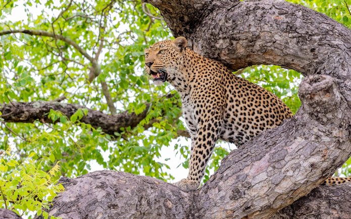 Leopard perched on a tree branch in lush greenery, showcasing its natural habitat.