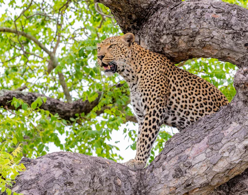 Blue Canyon Private Game Reserve