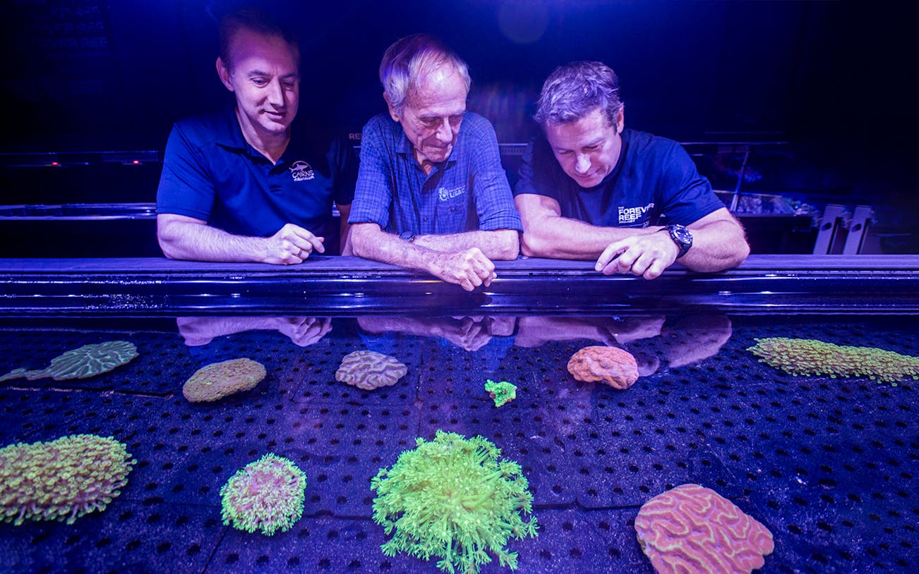 Three people observing coral specimens at Cairns Aquarium's Living Coral Biobank.