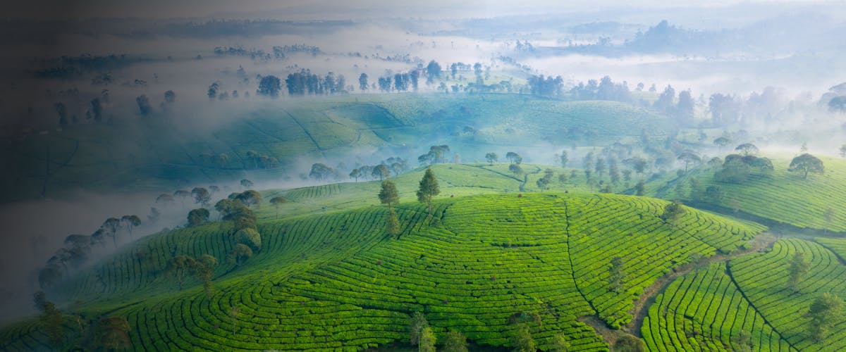 Aerial view of lush green tea plantation in misty highlands.