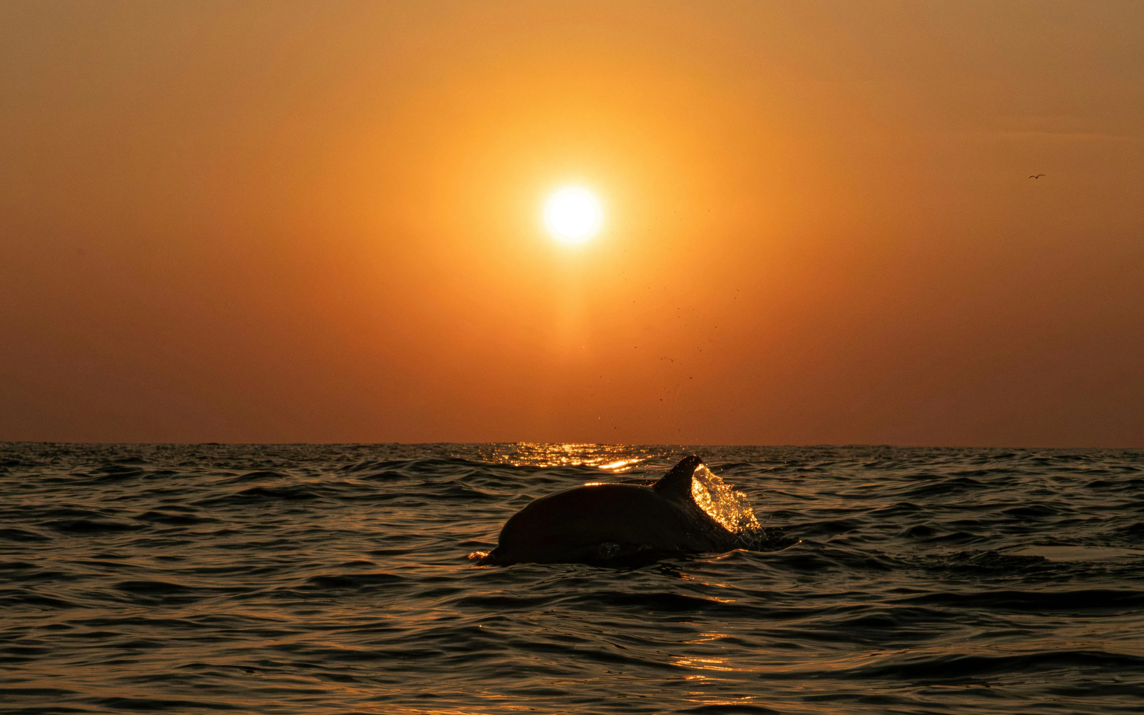 Common dolphin surfacing in ocean at sunset.