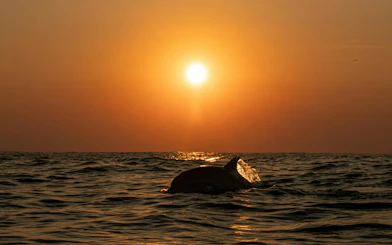 Common dolphin surfacing in ocean at sunset.