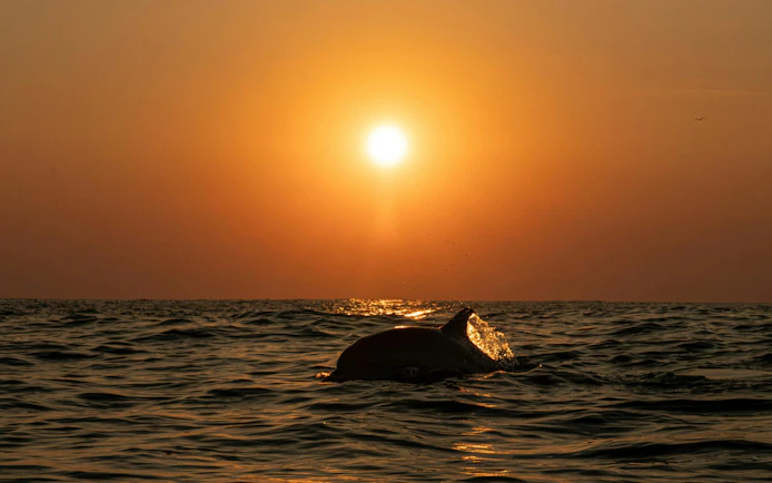 Common dolphin surfacing in ocean at sunset.