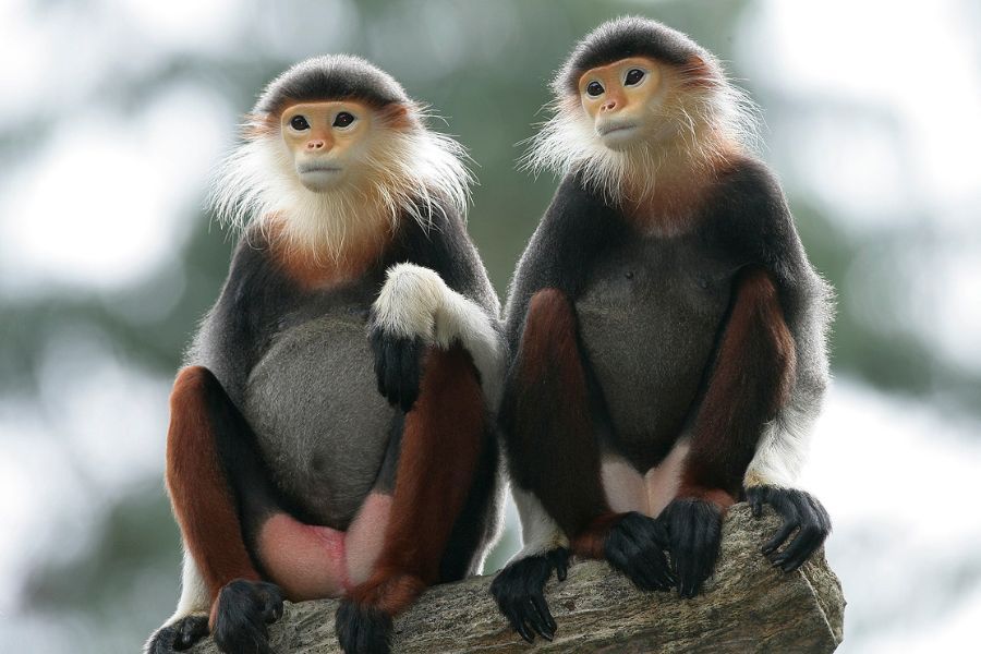 François’ Langur & Deer Ranger Talk