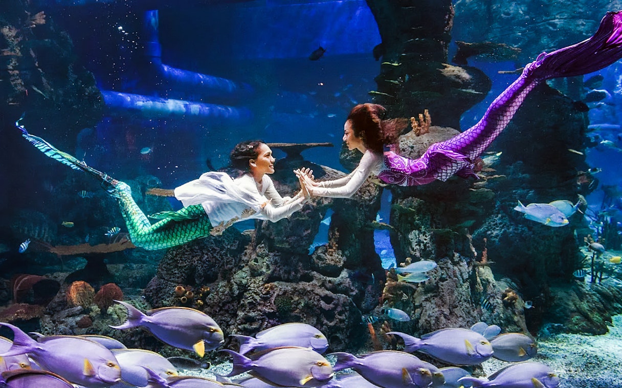 Mermaids performing underwater at Jakarta Aquarium Safari.