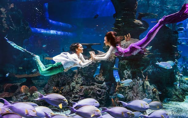 Mermaids performing underwater at Jakarta Aquarium Safari.