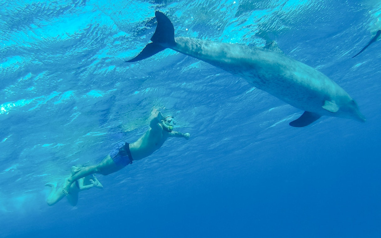 Snorkeler swimming near a dolphin in the Red Sea, Hurghada.