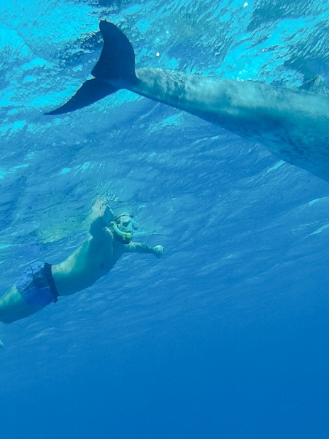 Snorkeler swimming near a dolphin in the Red Sea, Hurghada.