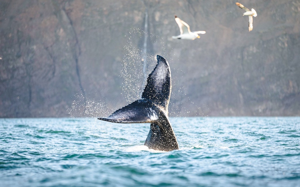 Whale tail splashing in the water near Husavik, Iceland, with seagulls flying above.