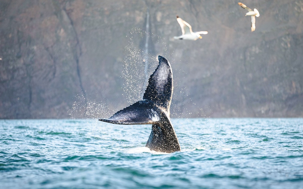 Whale tail splashing in the water near Husavik, Iceland, with seagulls flying above.
