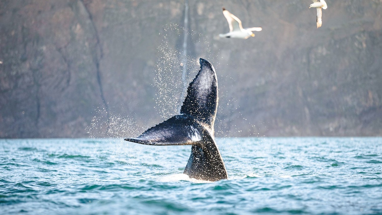 Whale tail splashing in the water near Husavik, Iceland, with seagulls flying above.
